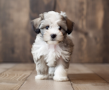 Havapoo Puppies For Sale Florida Fur Babies